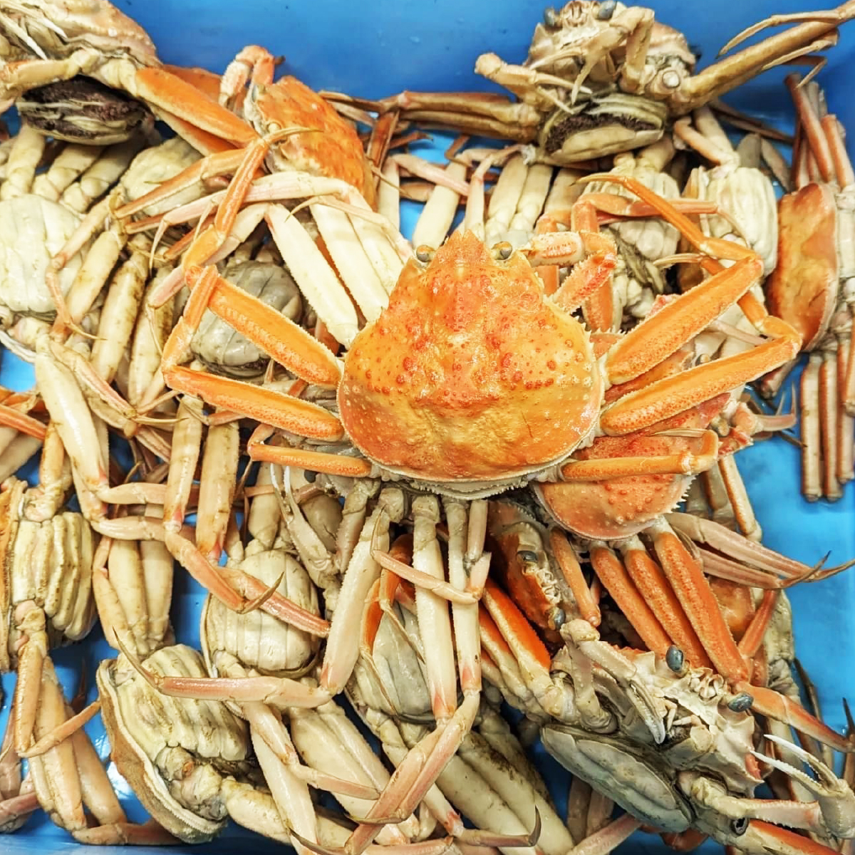 【中サイズ】セコガニの甲羅盛り 2個入りの画像9